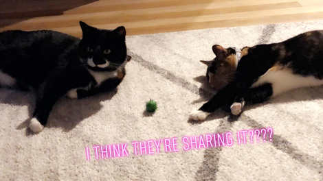 Luna and Sirius sharing this toy, or they’re waiting each other out. Who’s to say?